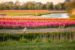 Ontdek De Groenzoom